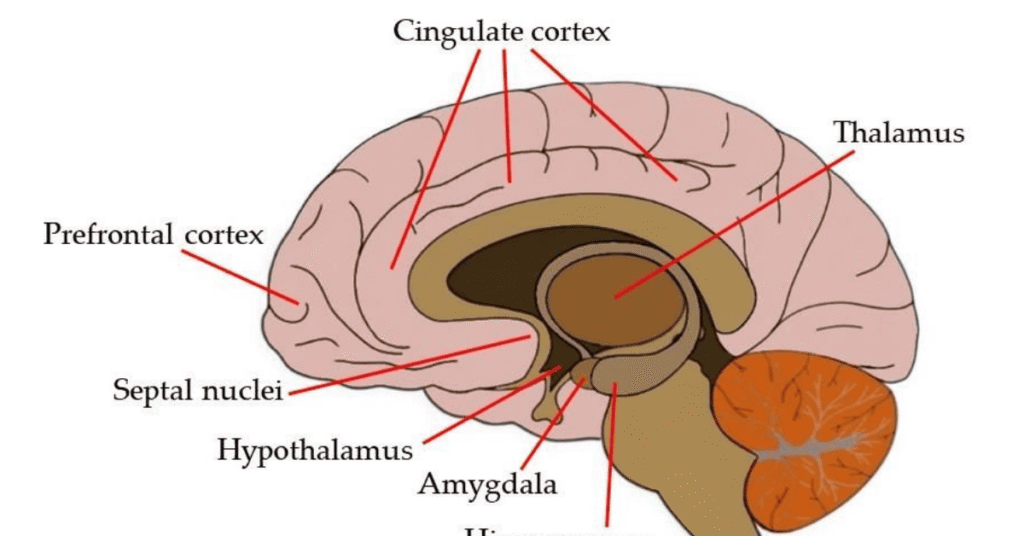 The Limbic system of Brain